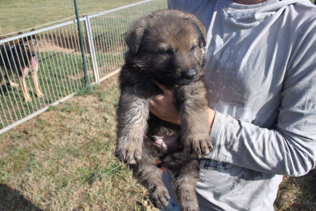 du domaine de Trébimoel - Chiots disponibles - Berger Allemand