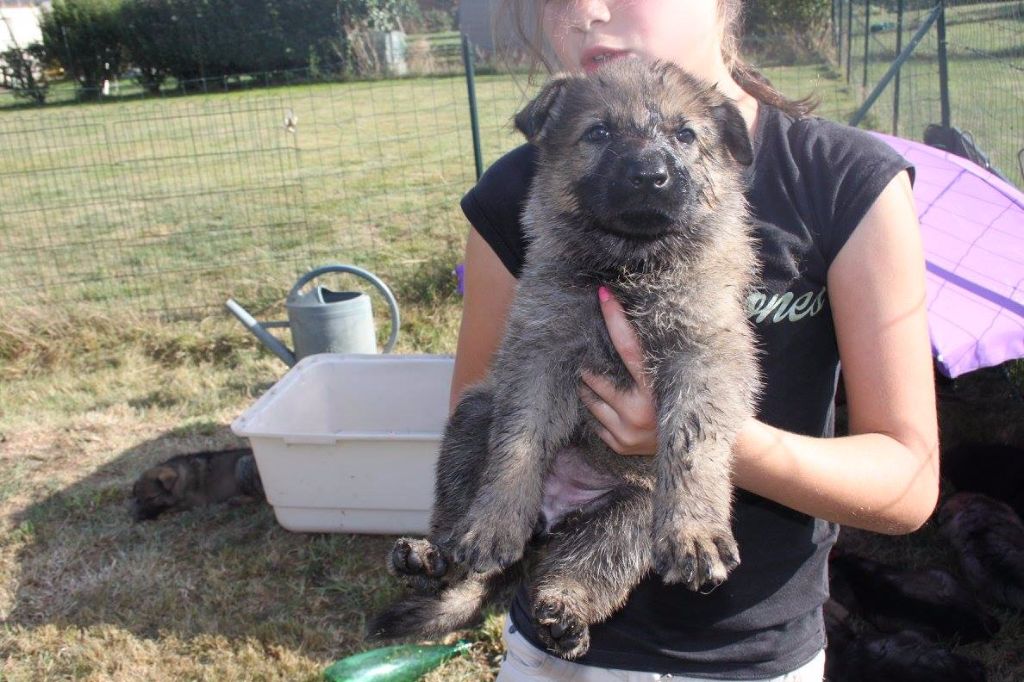 du domaine de Trébimoel - Chiots disponibles - Berger Allemand