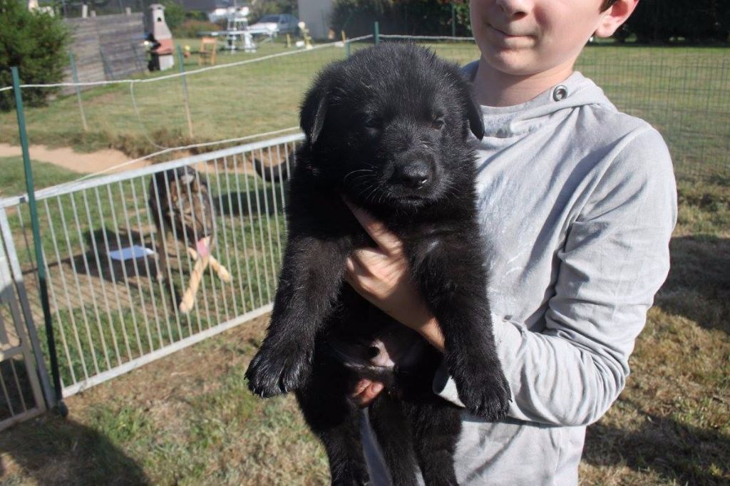 du domaine de Trébimoel - Chiots disponibles - Berger Allemand