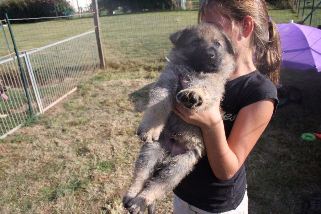 du domaine de Trébimoel - Chiots disponibles - Berger Allemand