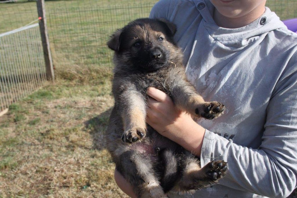 du domaine de Trébimoel - Chiots disponibles - Berger Allemand